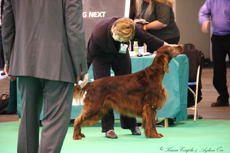 Crufts2011 832.jpg